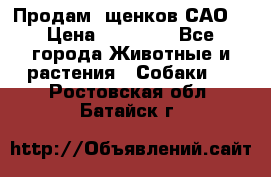 Продам ,щенков САО. › Цена ­ 30 000 - Все города Животные и растения » Собаки   . Ростовская обл.,Батайск г.